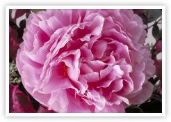 Top Quality Blooms Top Quality Blooms