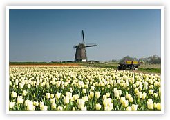Tulips Growing in Holland